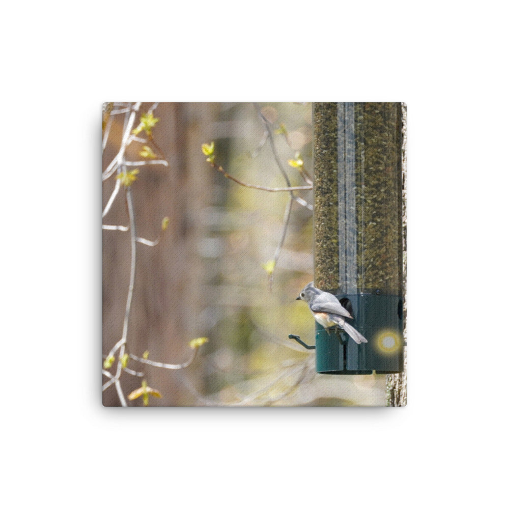 Snacking Bird