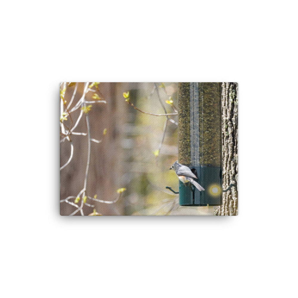 Snacking Bird