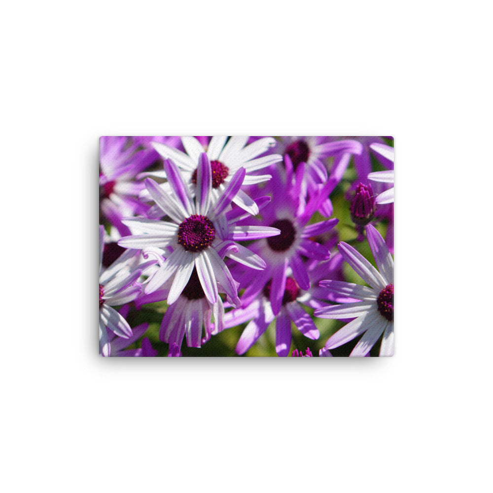 Daisys