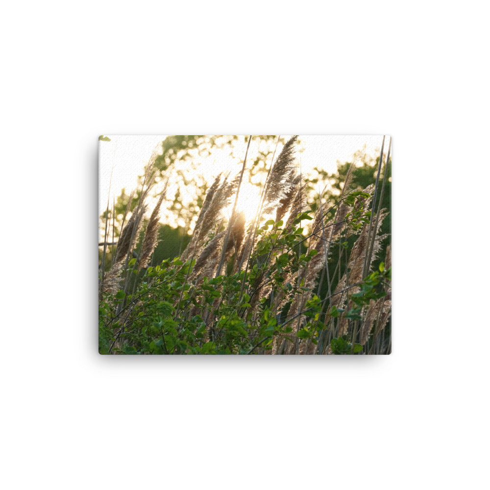 Sunset Breeze