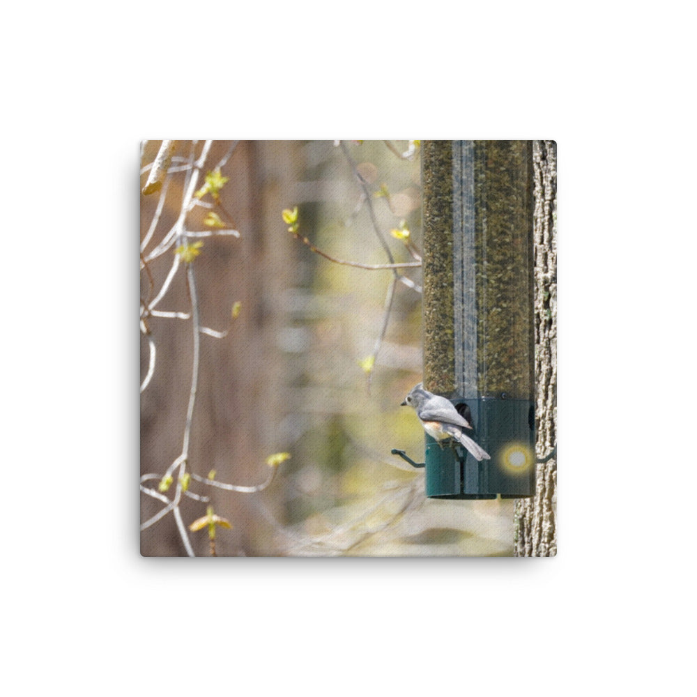 Snacking Bird