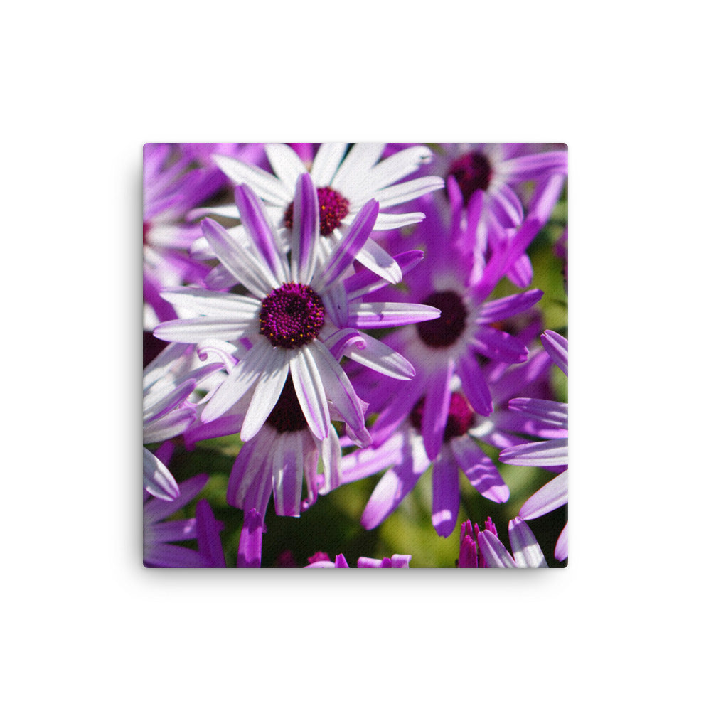 Daisys