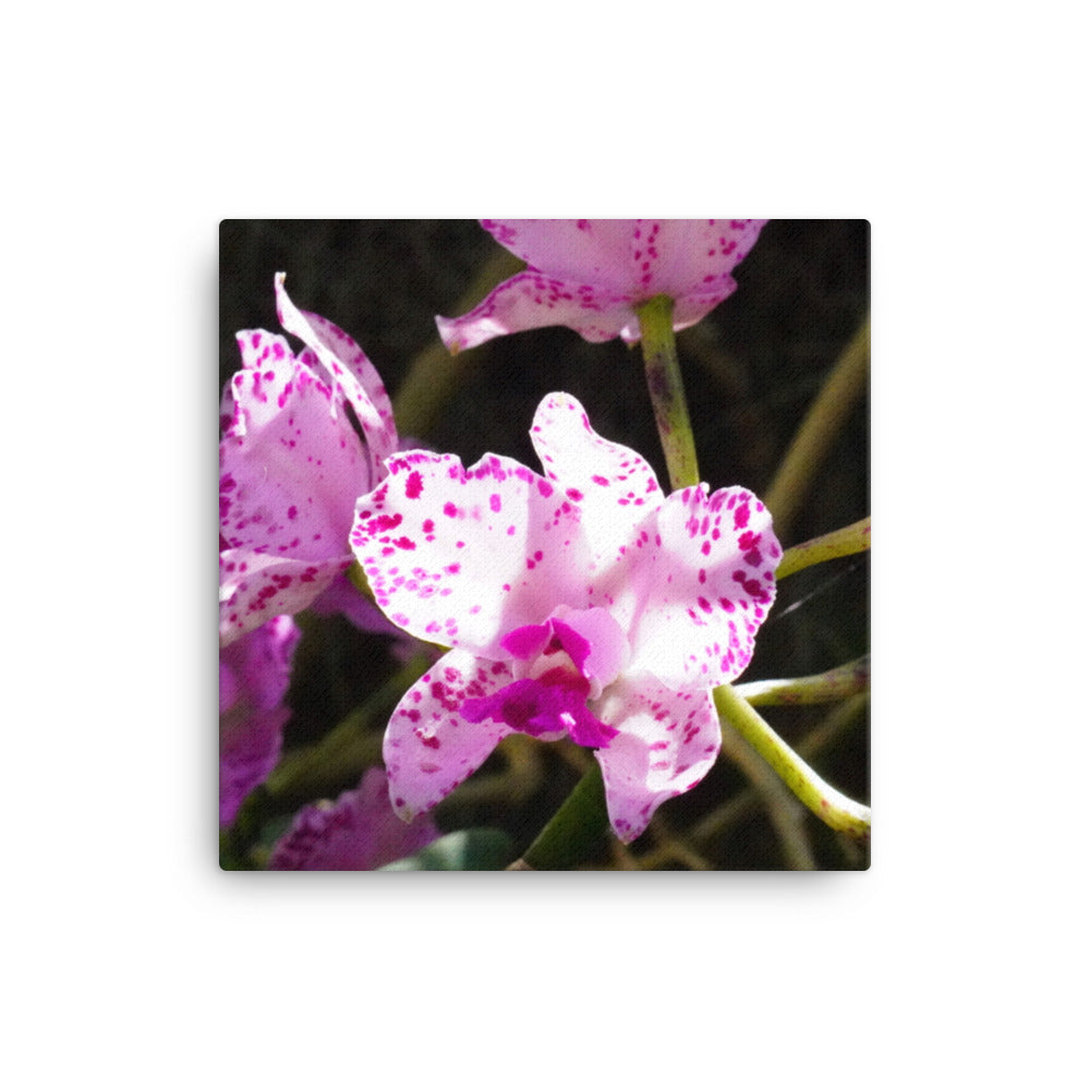 Pink Orchard