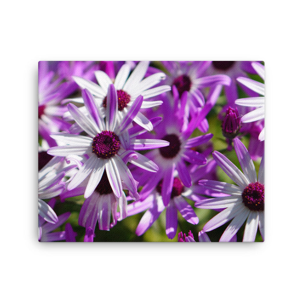 Daisys