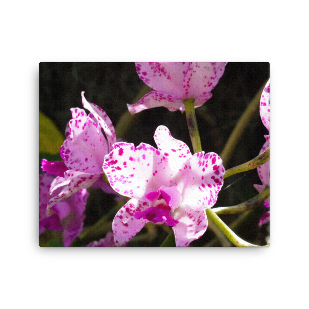 Pink Orchard