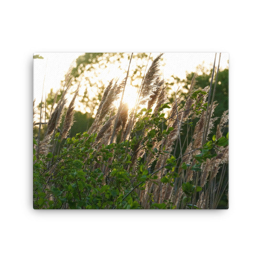 Sunset Breeze