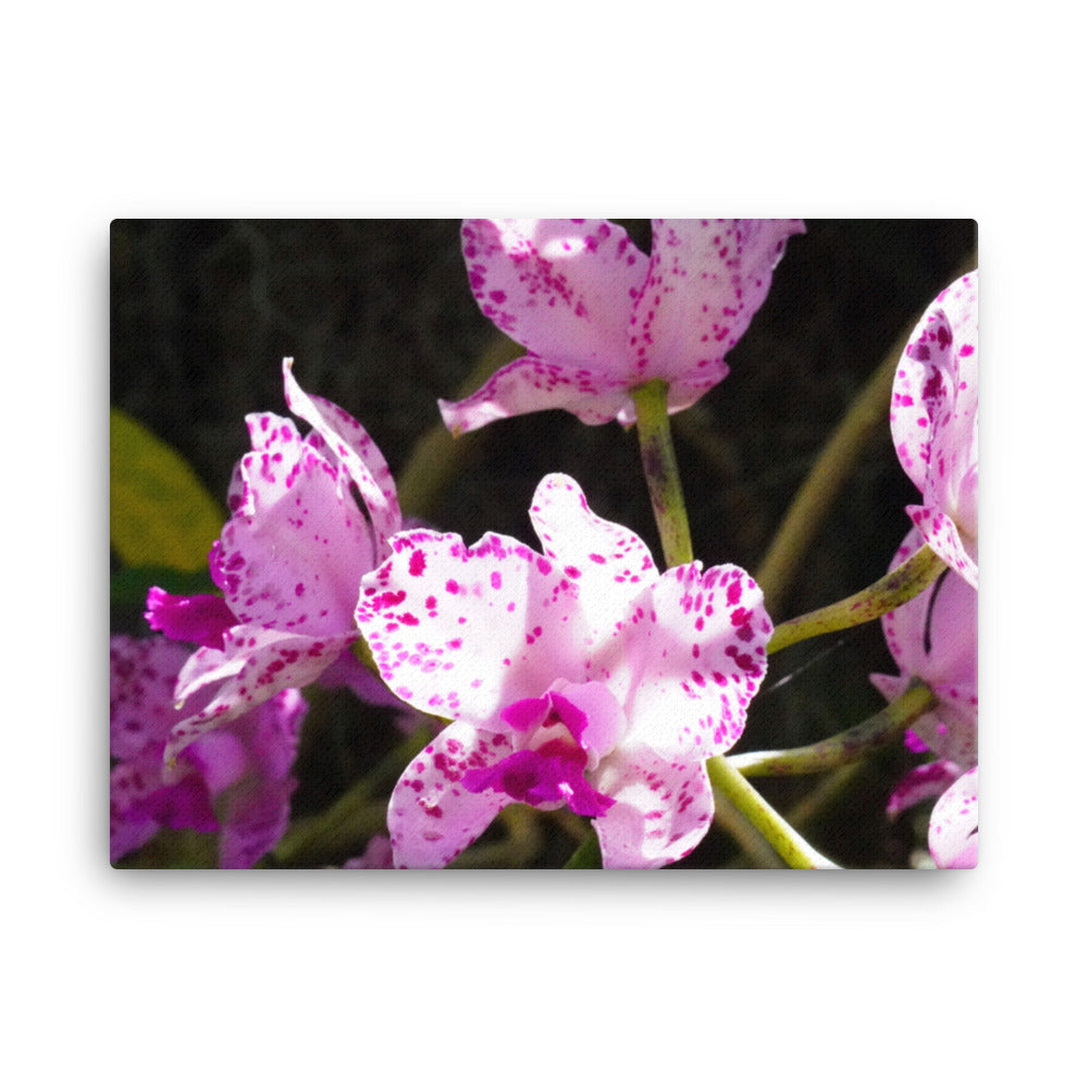 Pink Orchard