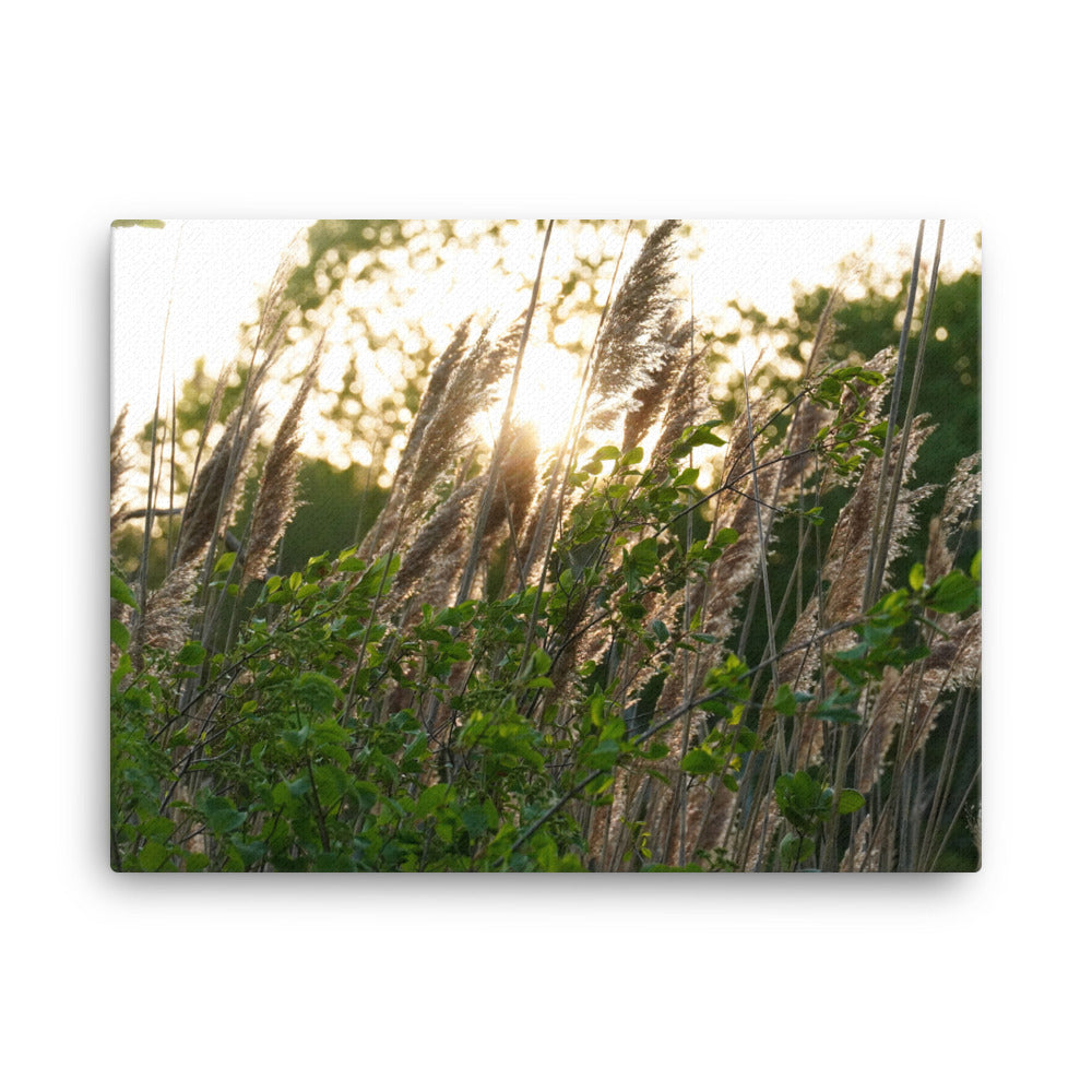 Sunset Breeze