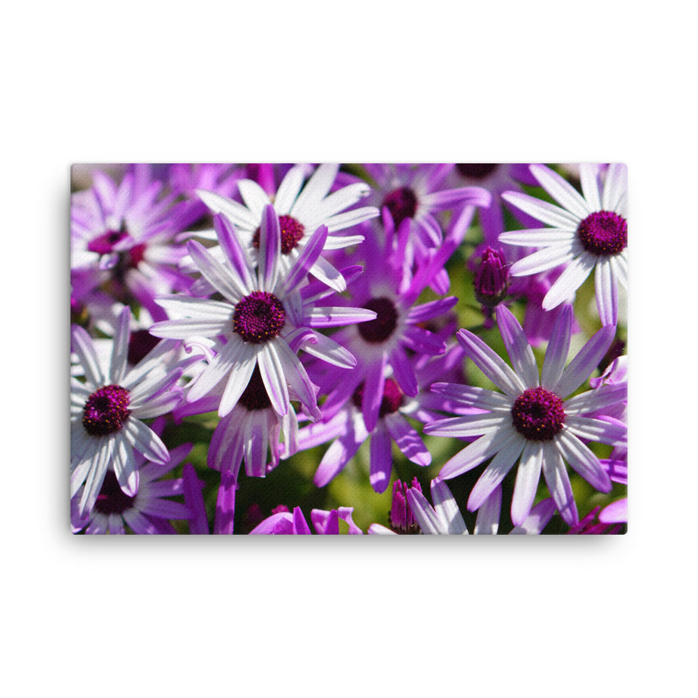 Daisys
