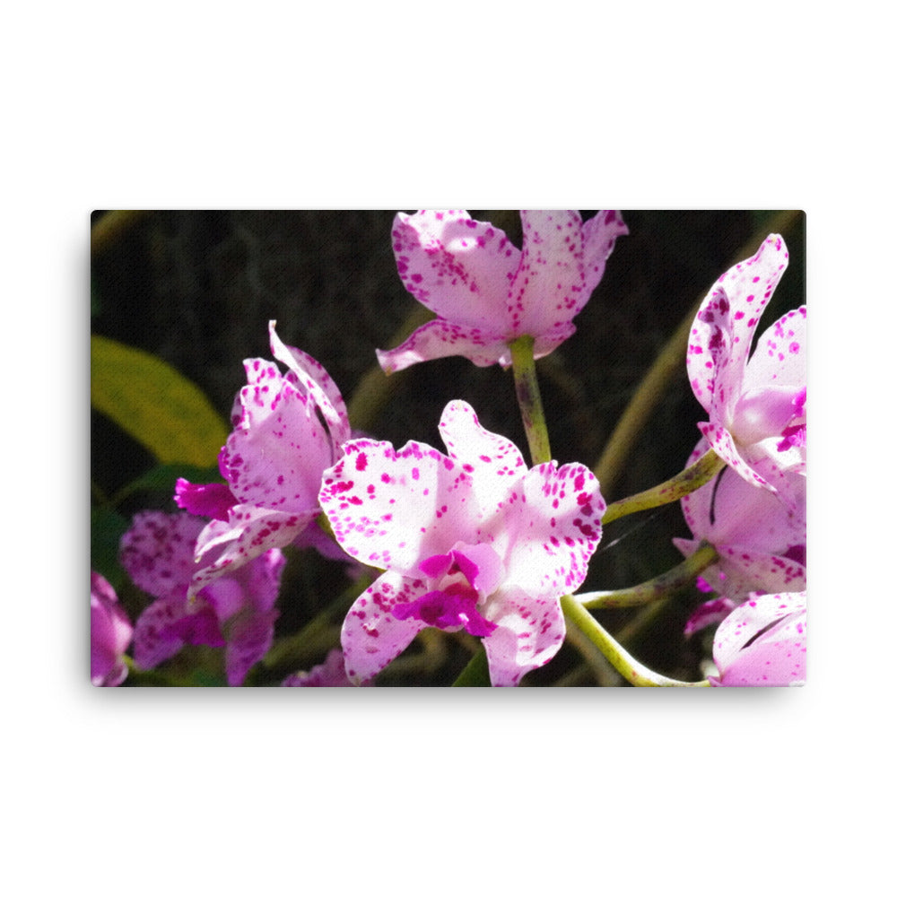 Pink Orchard