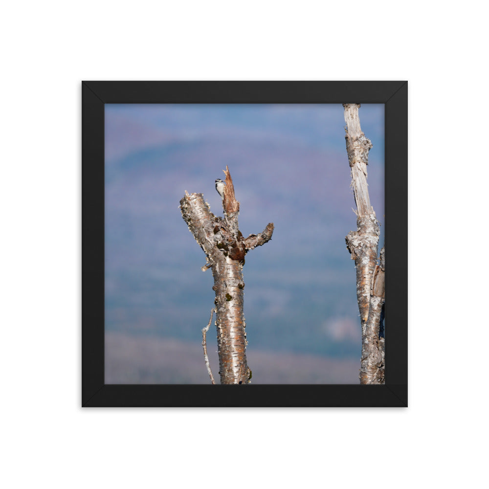 Woodpecker