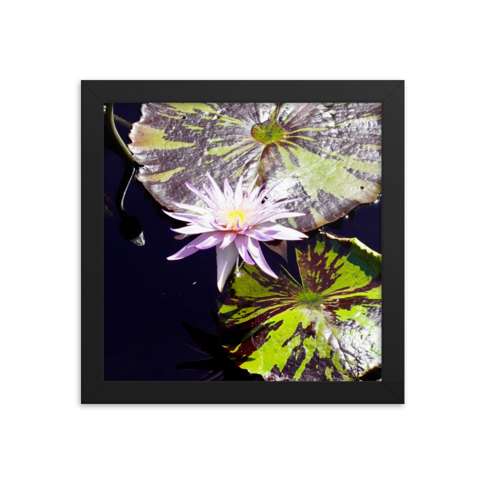 Lilly Pad
