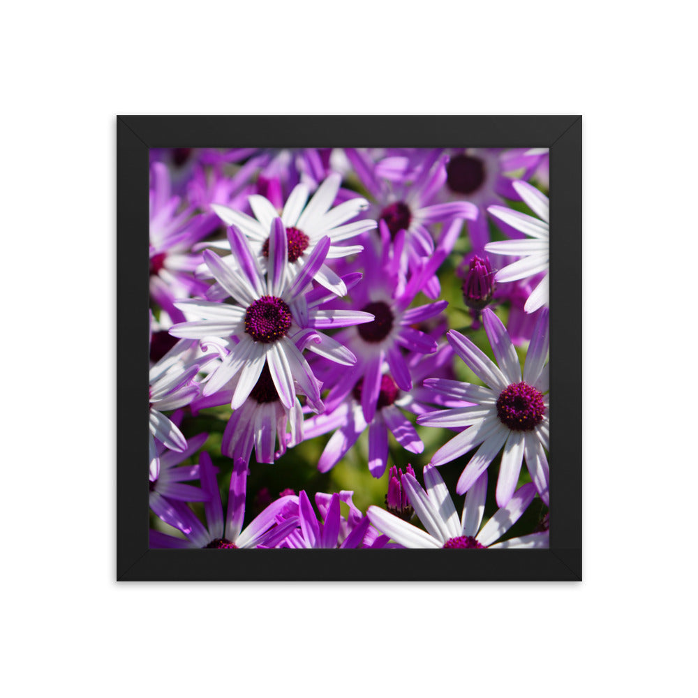 Daisys