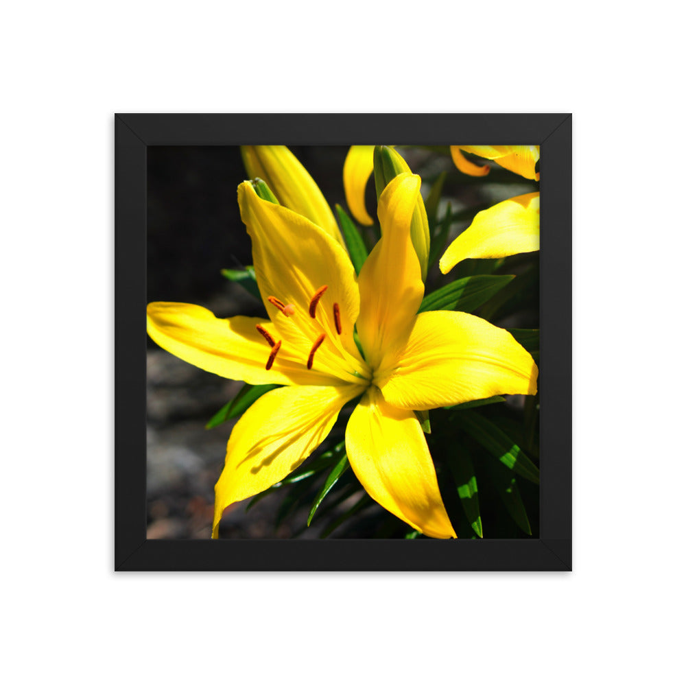 Lilly