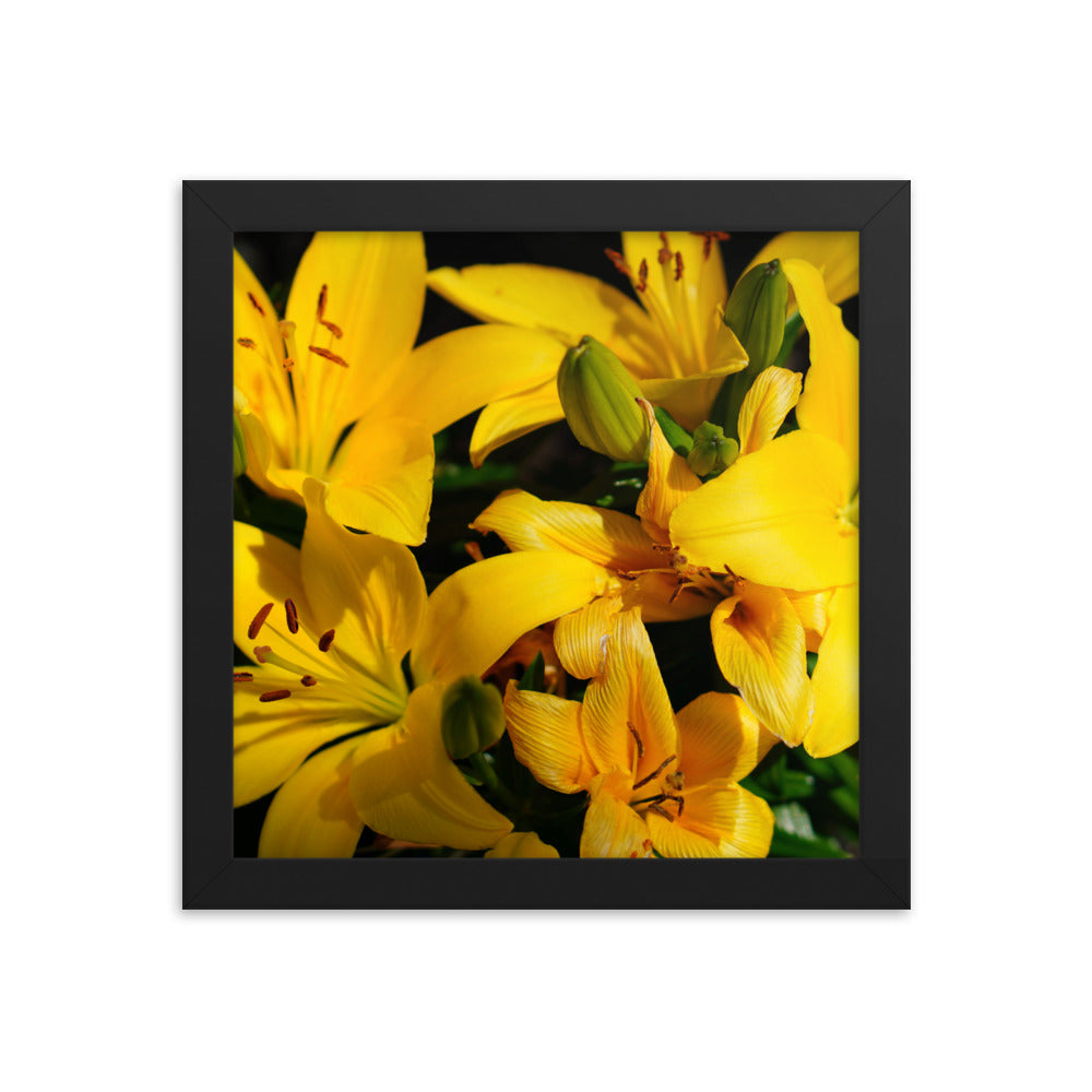 Spring Time Lilly