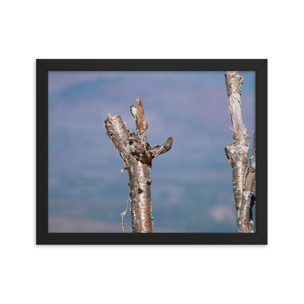 Woodpecker