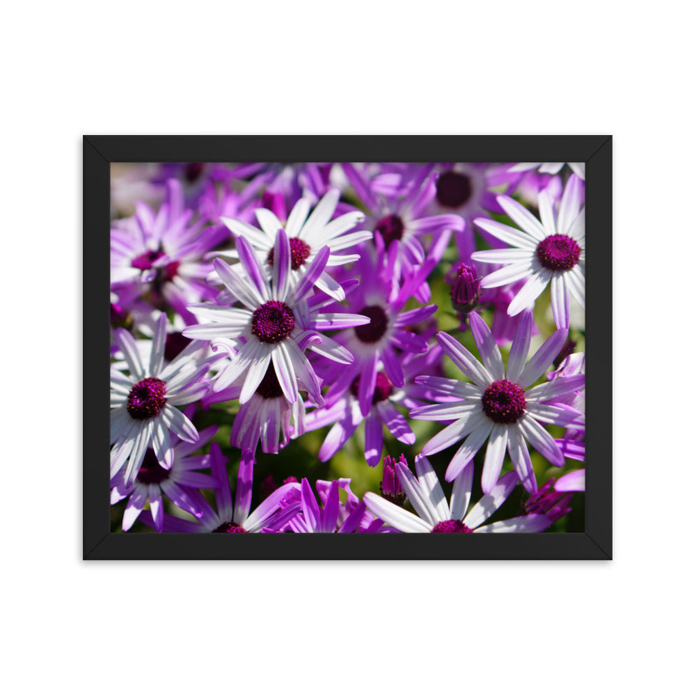 Daisys