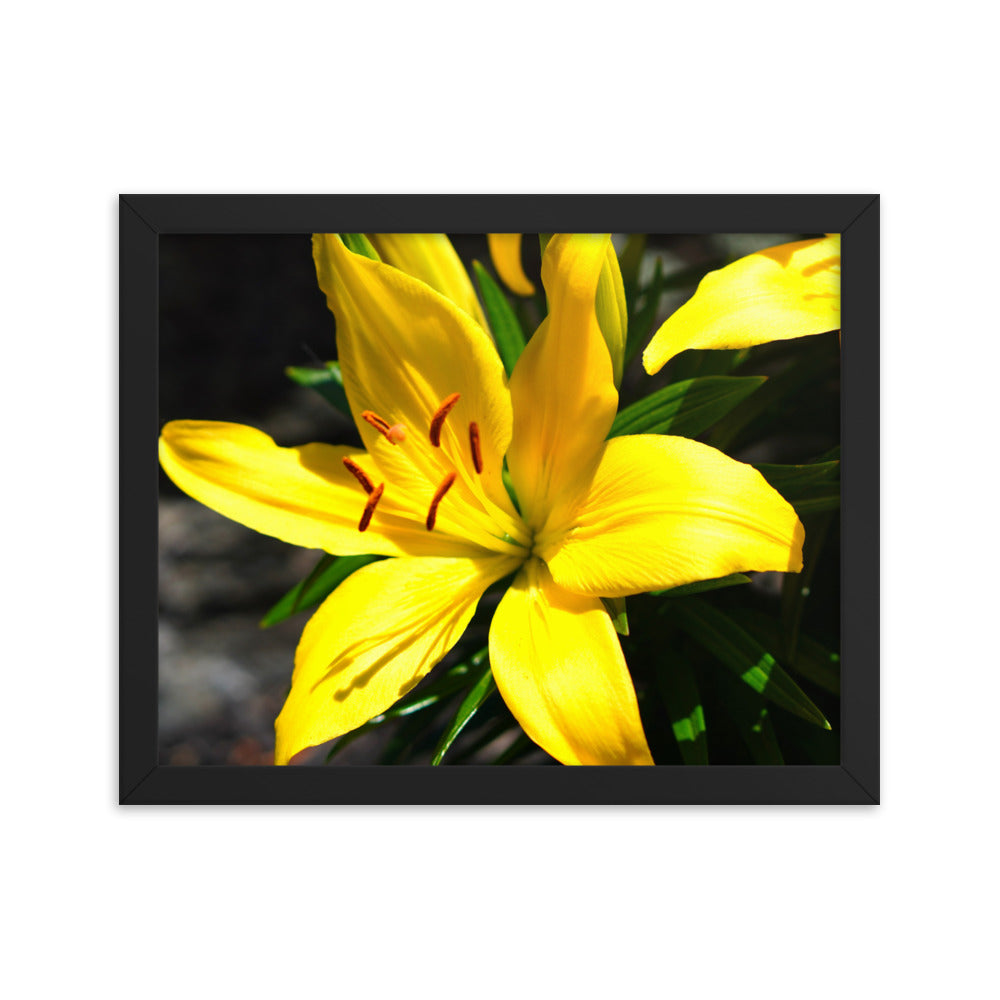 Lilly