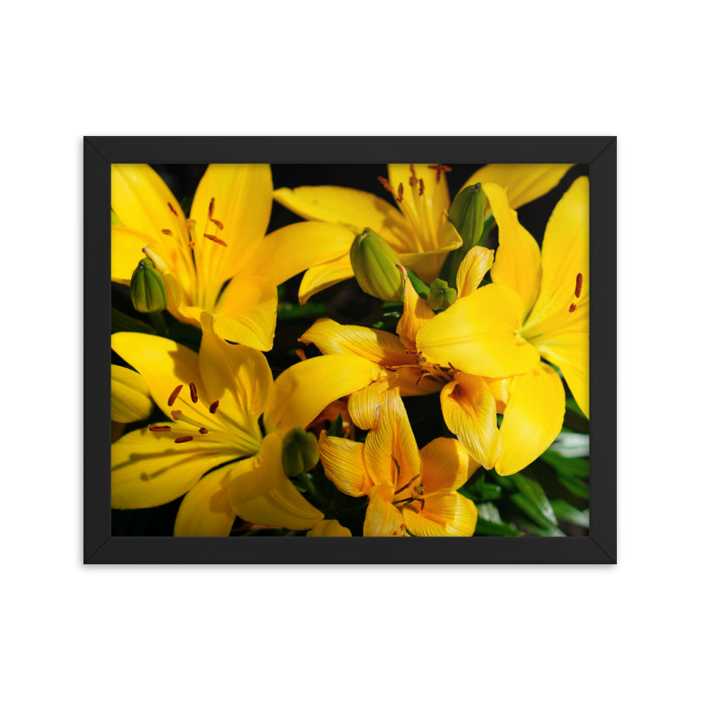 Spring Time Lilly