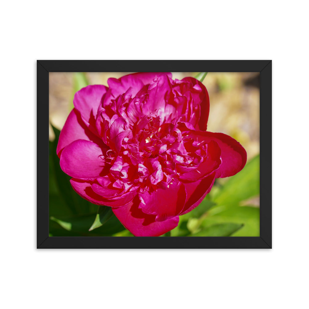 Peony