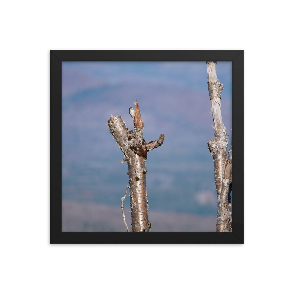 Woodpecker