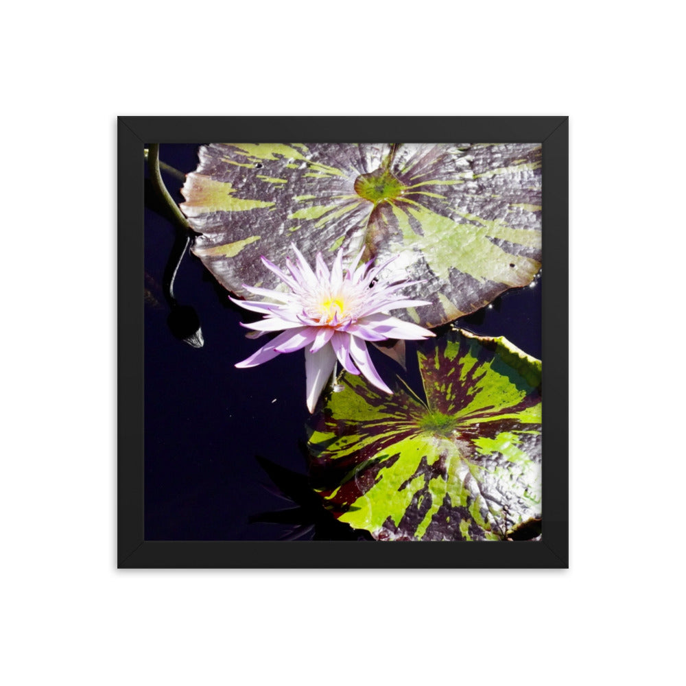 Lilly Pad