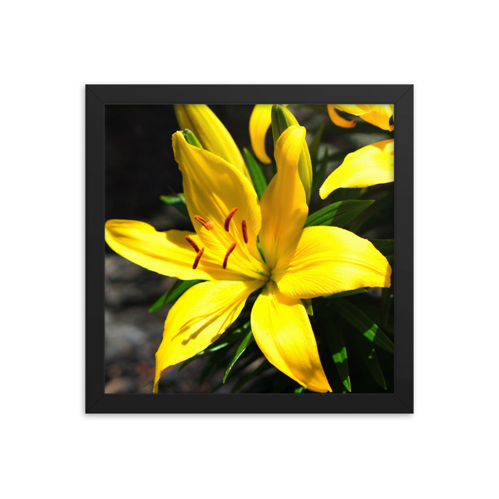Lilly