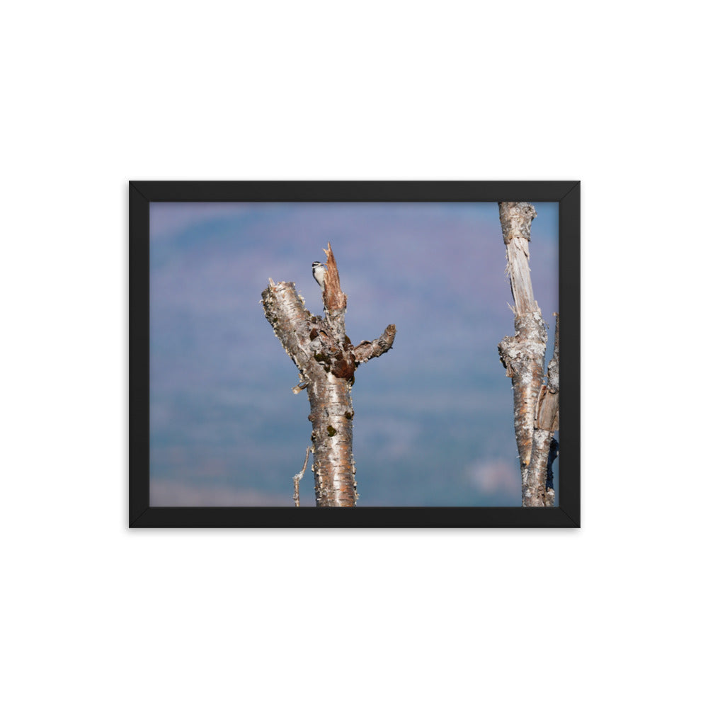 Woodpecker