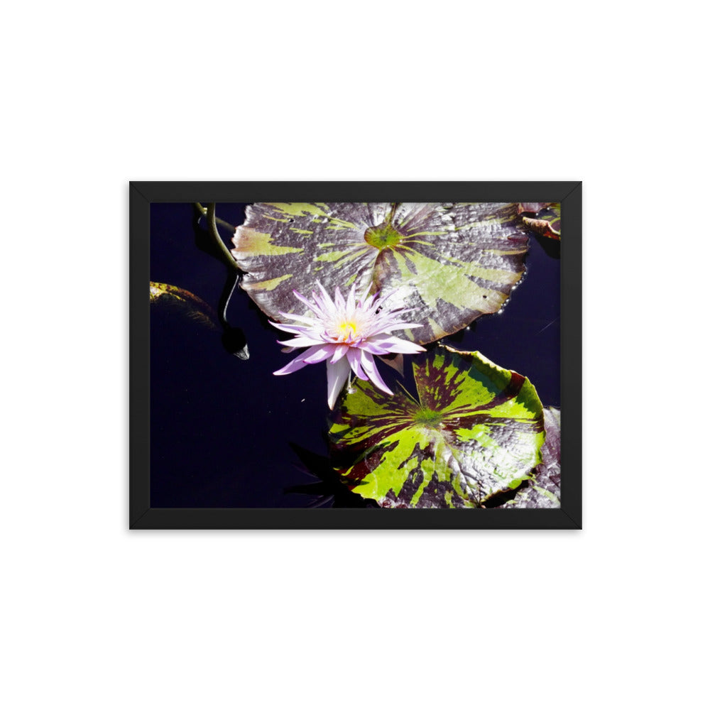 Lilly Pad