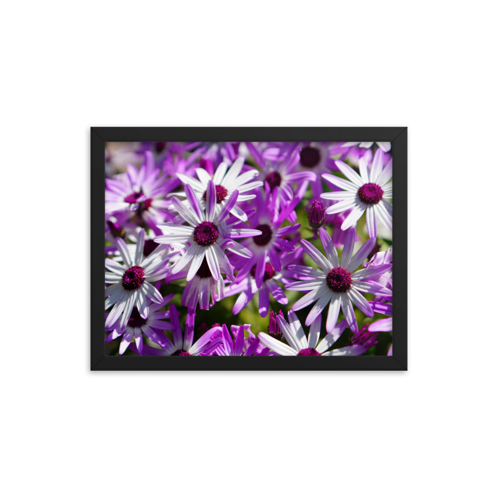 Daisys