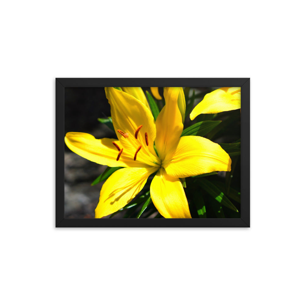 Lilly