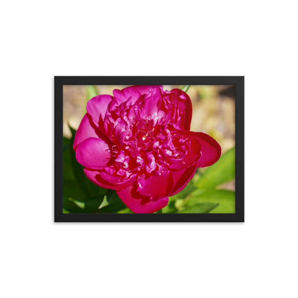 Peony