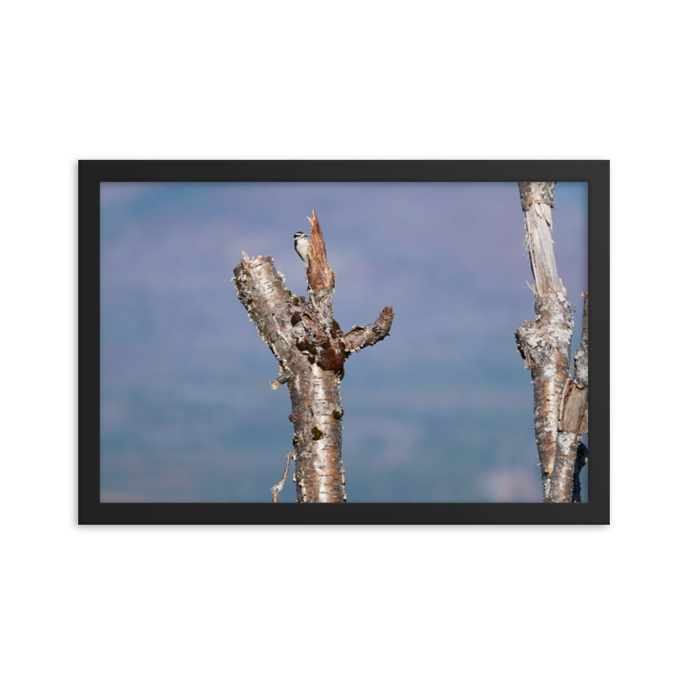 Woodpecker