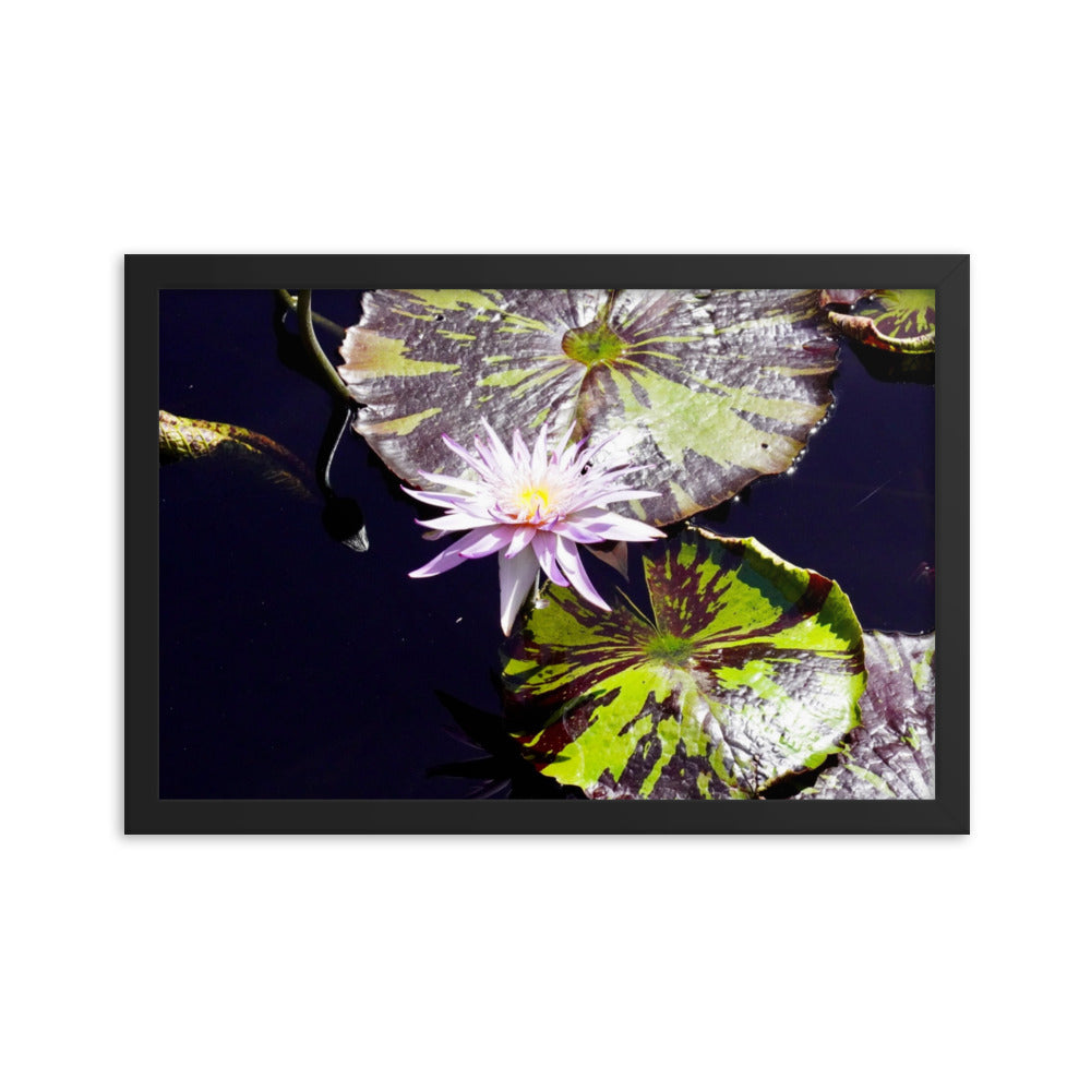 Lilly Pad