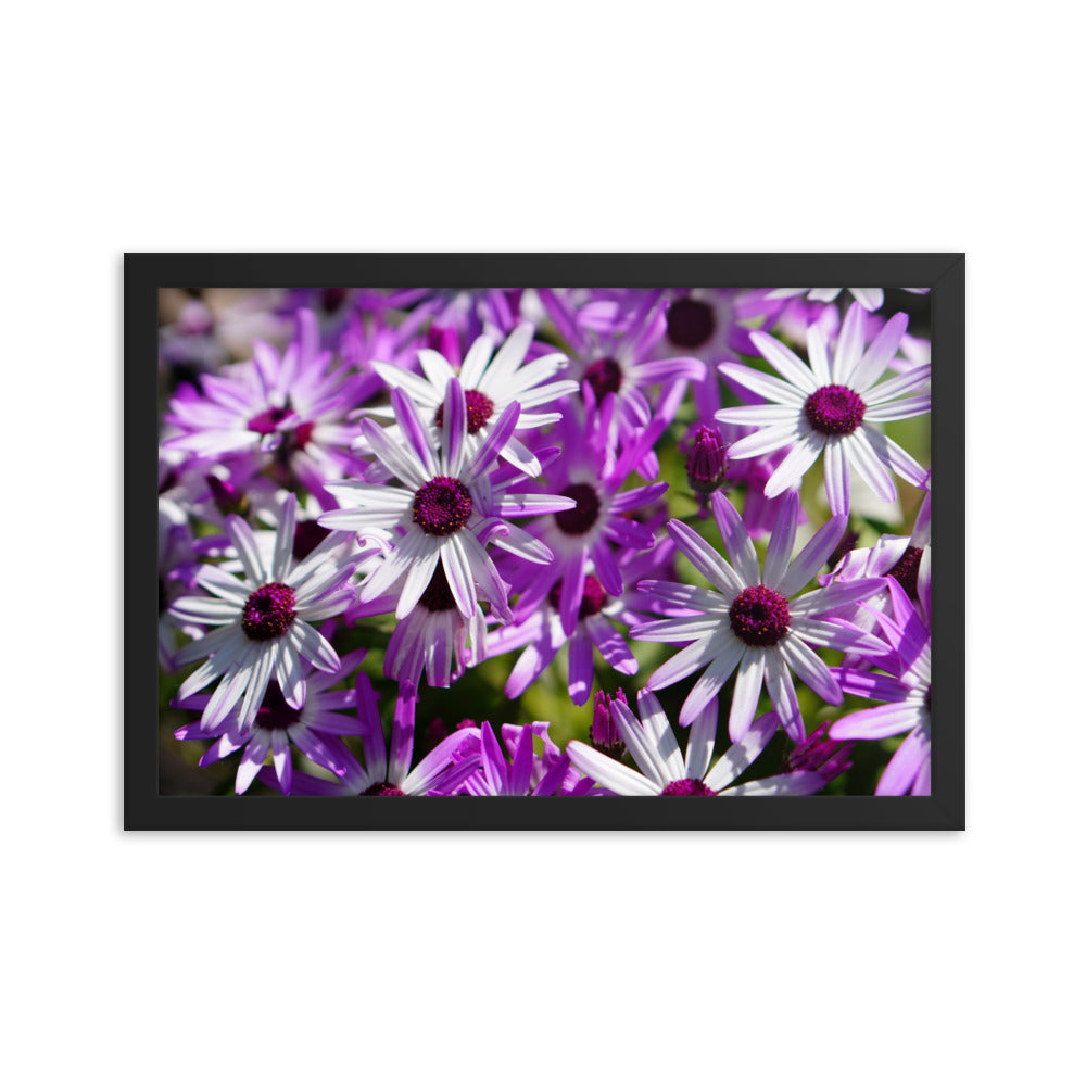 Daisys
