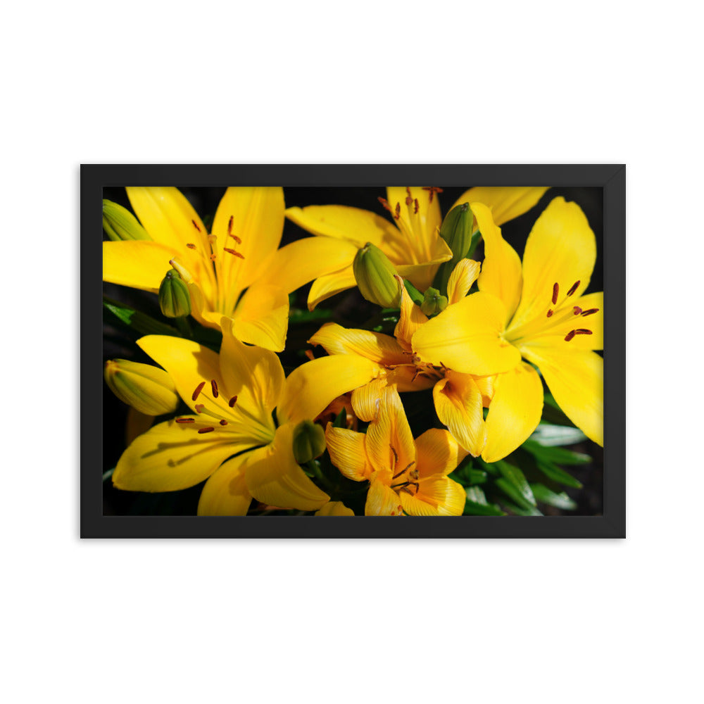 Spring Time Lilly