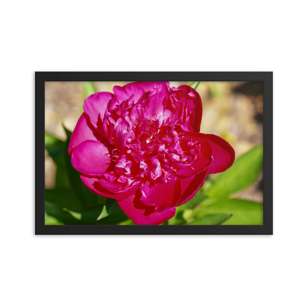 Peony
