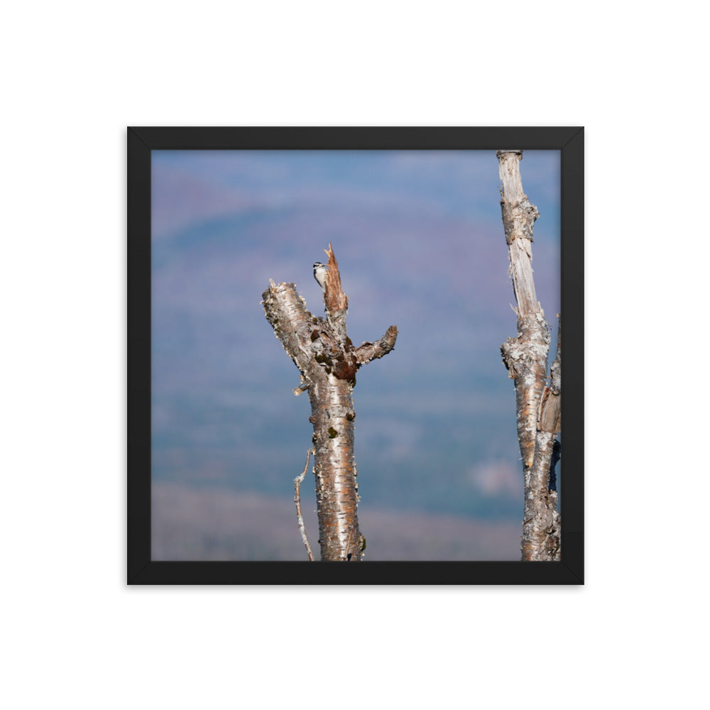 Woodpecker