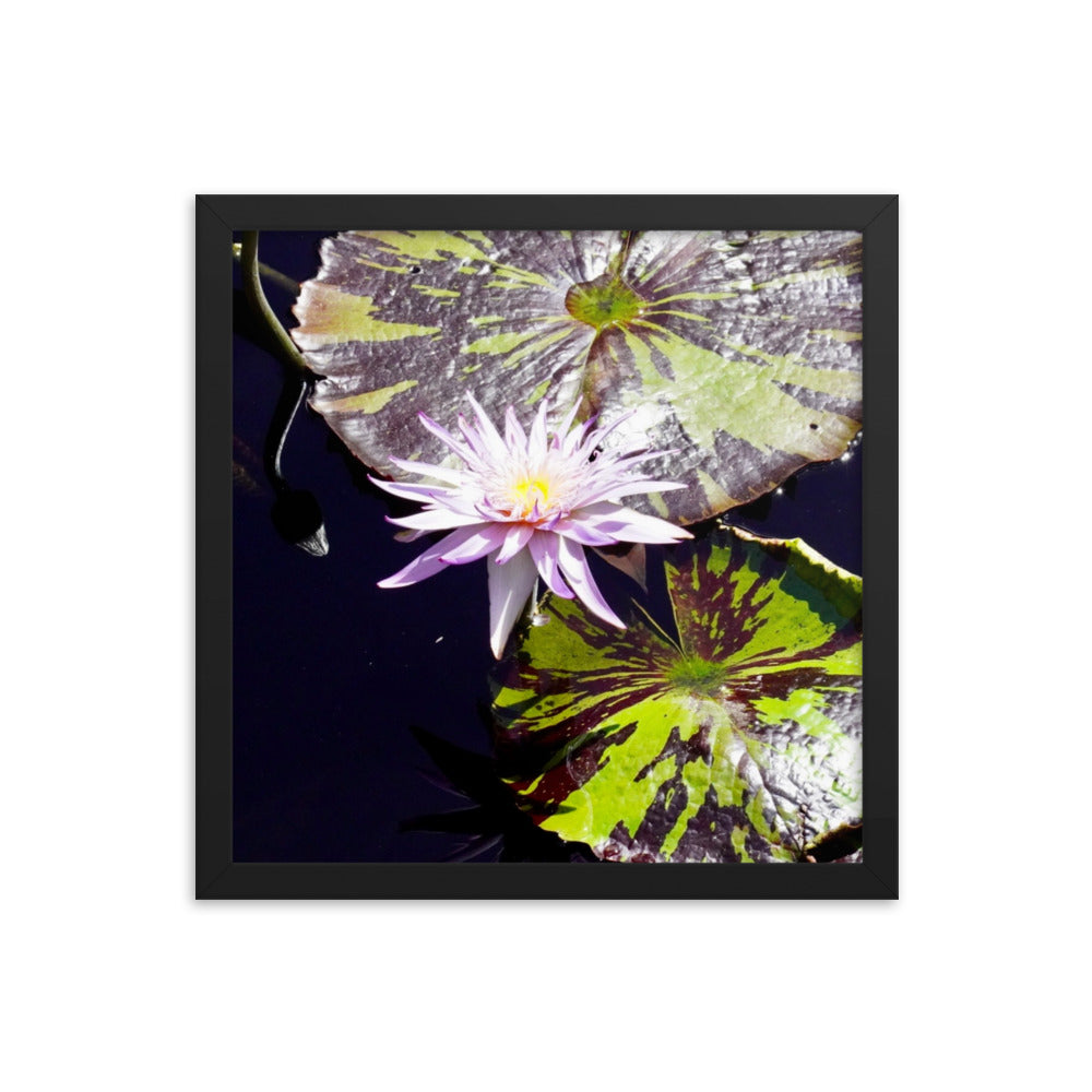 Lilly Pad