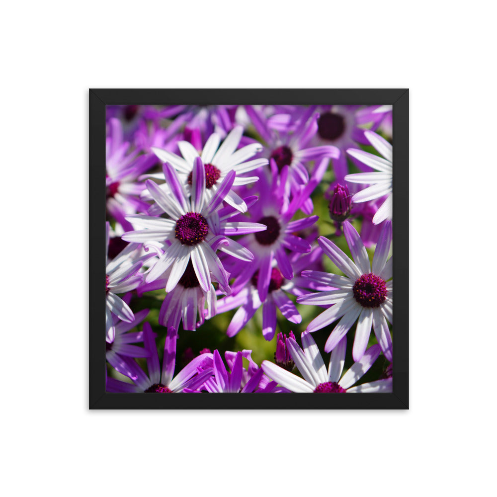 Daisys