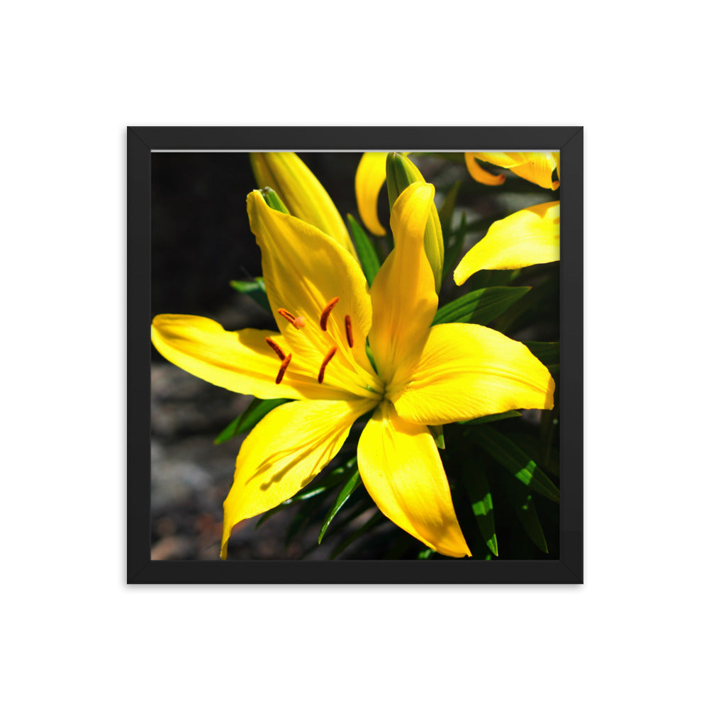 Lilly