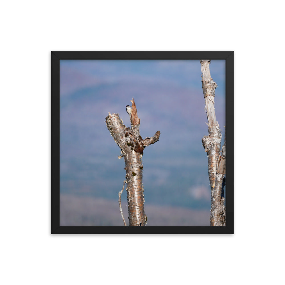 Woodpecker