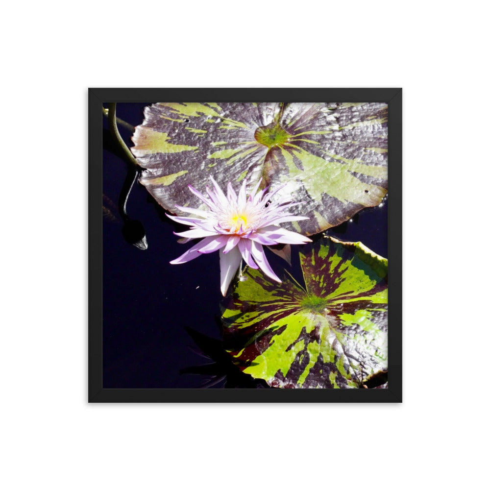 Lilly Pad