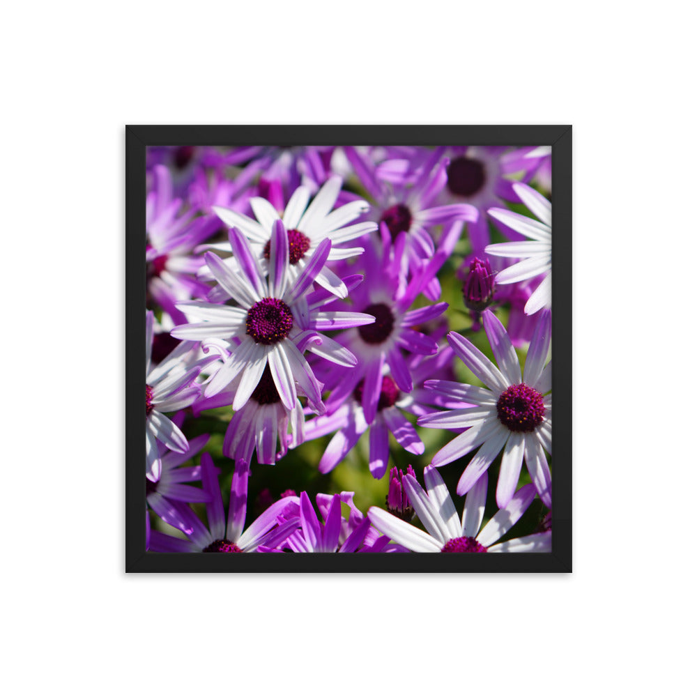 Daisys