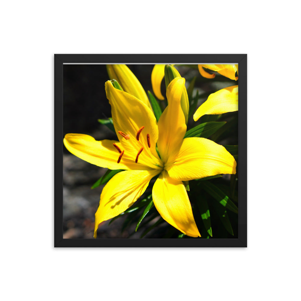Lilly