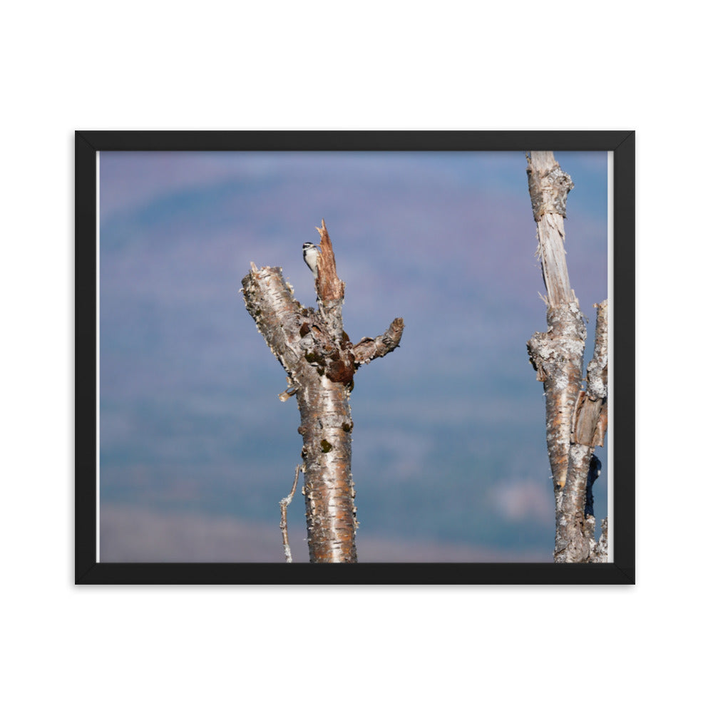 Woodpecker