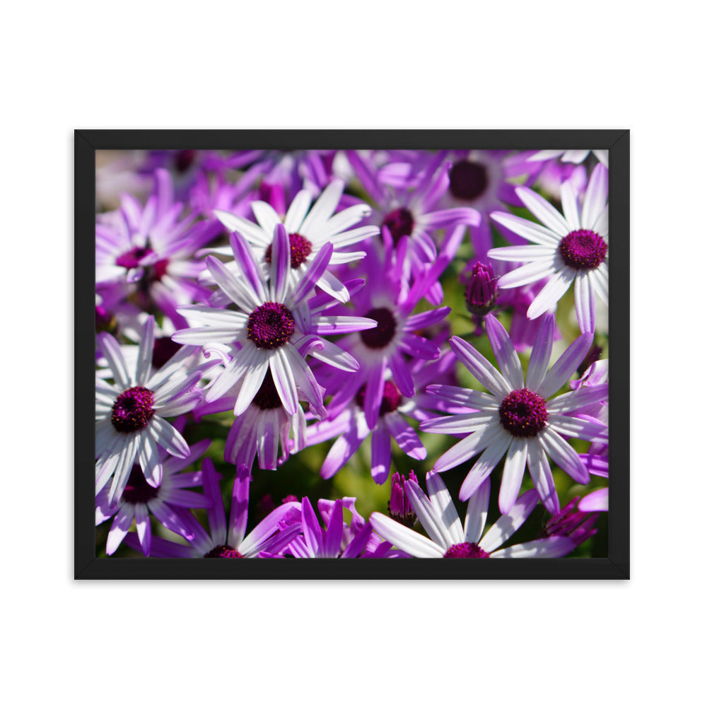 Daisys