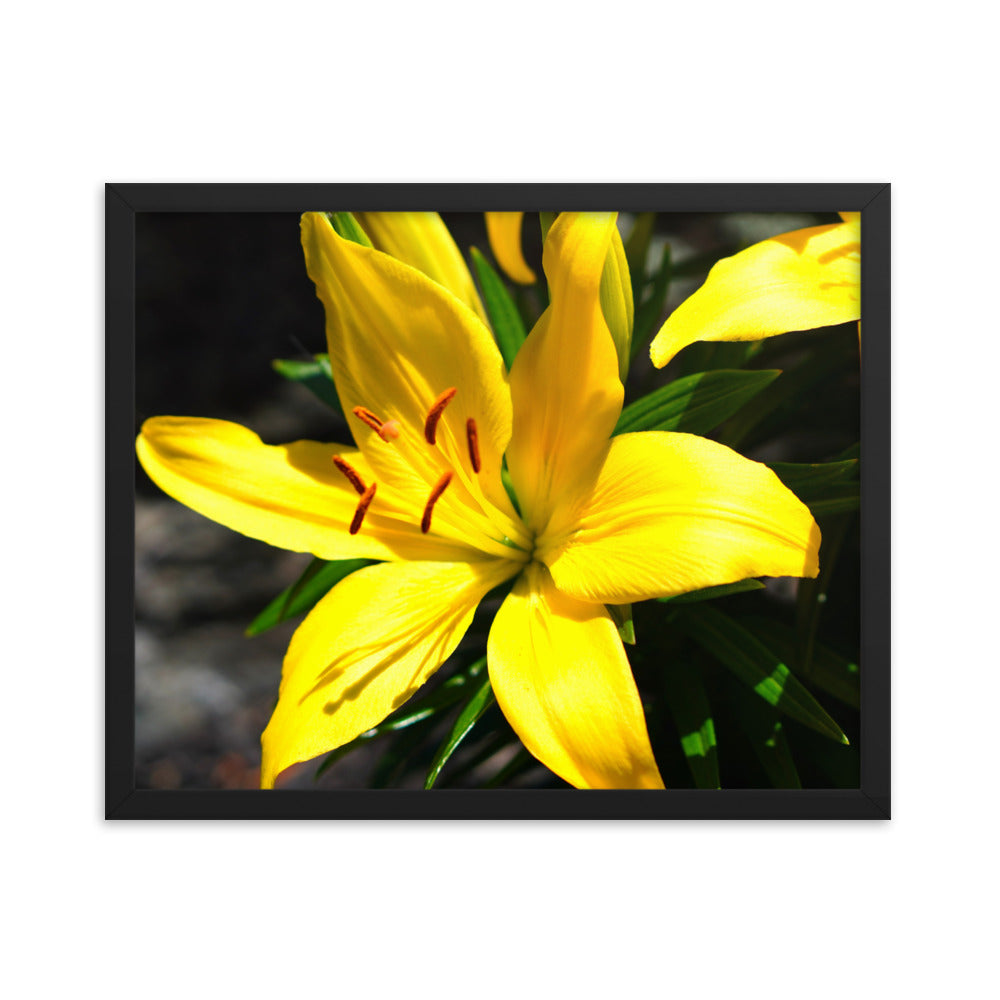Lilly