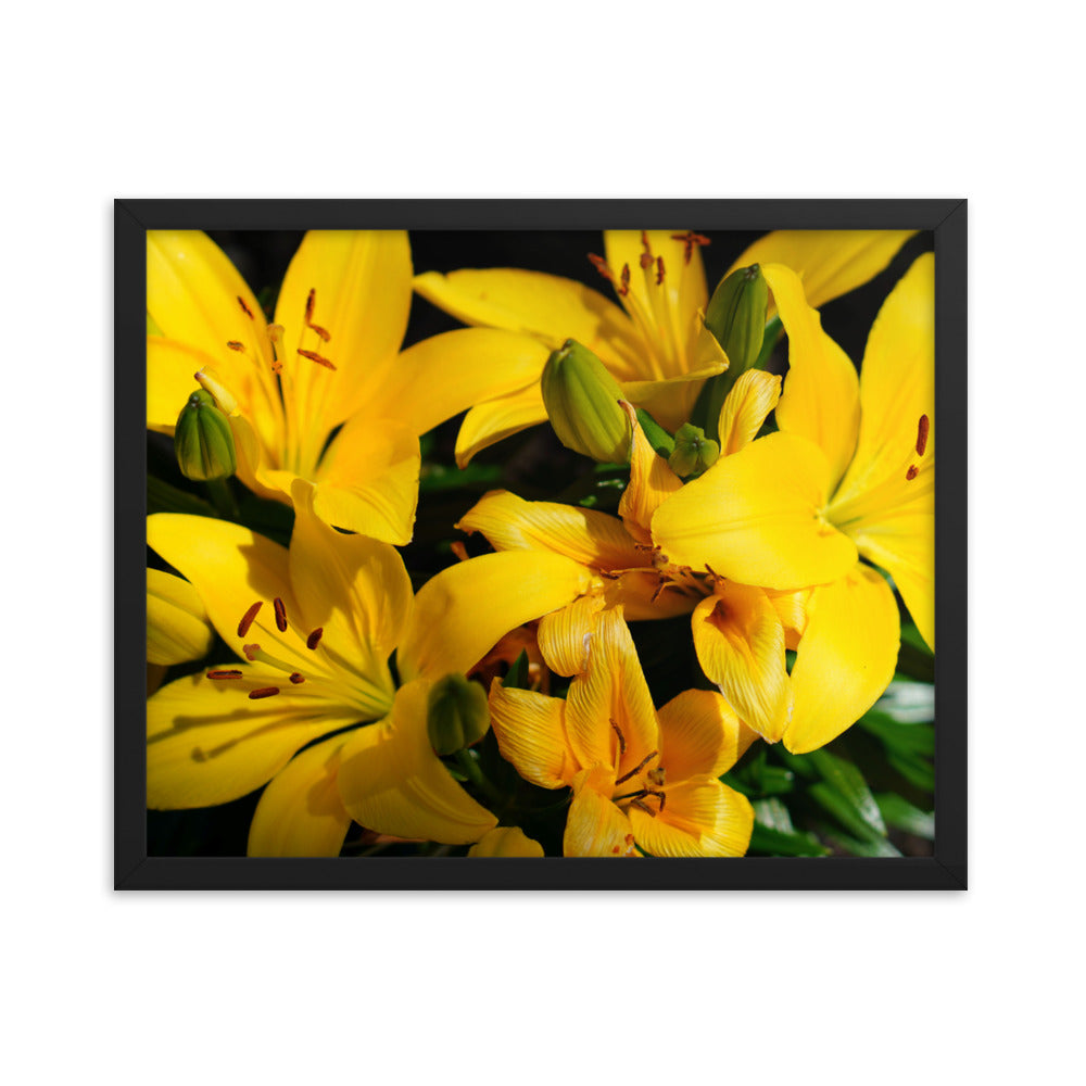 Spring Time Lilly