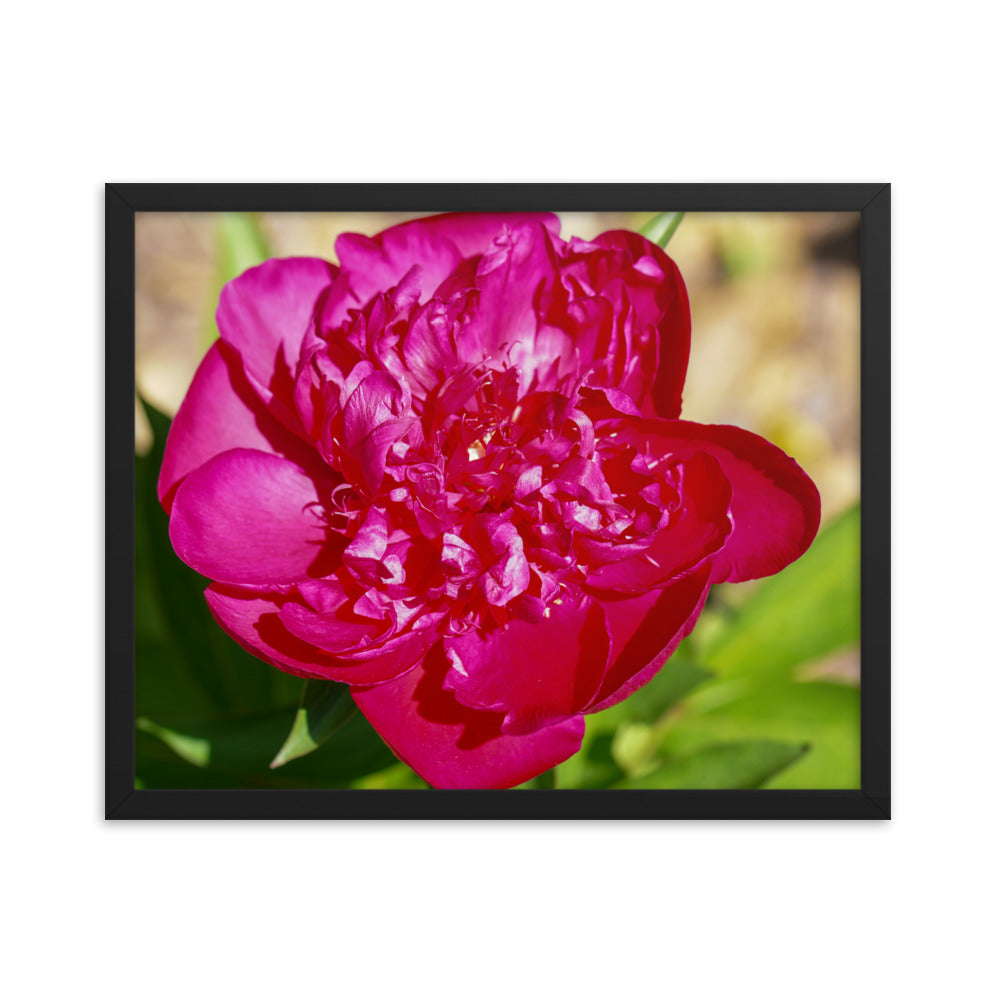Peony